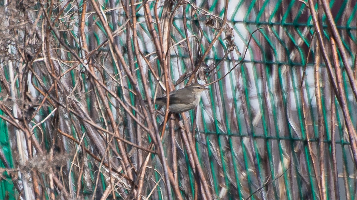 Dusky Warbler - ML305064881