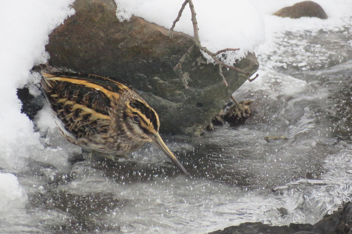 Jack Snipe - ML305066661