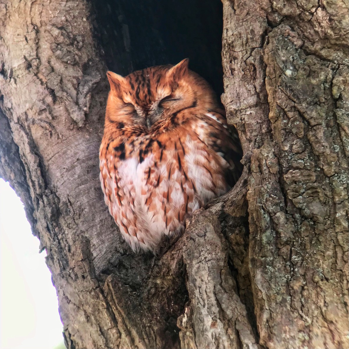 Eastern Screech-Owl - ML305066791