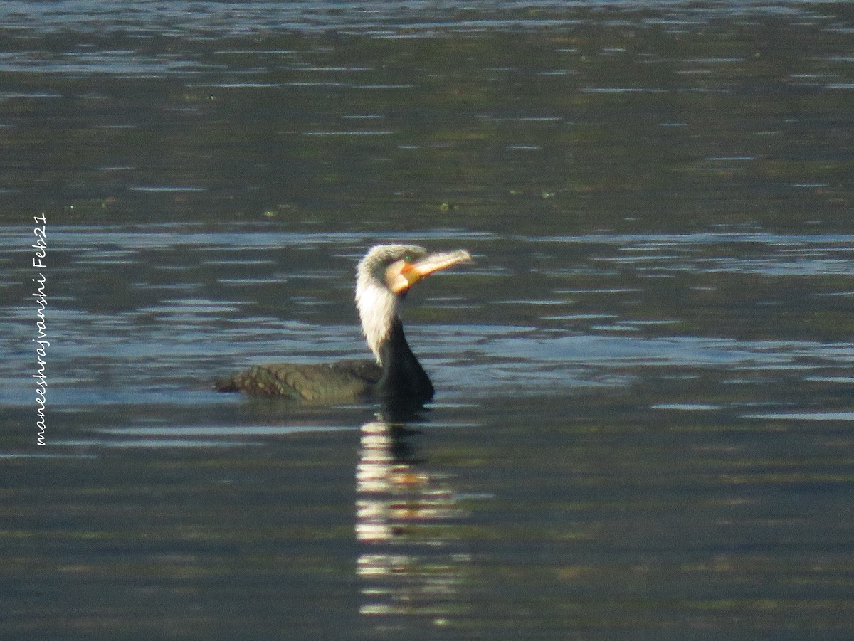 Great Cormorant - Maneesh Rajvanshi