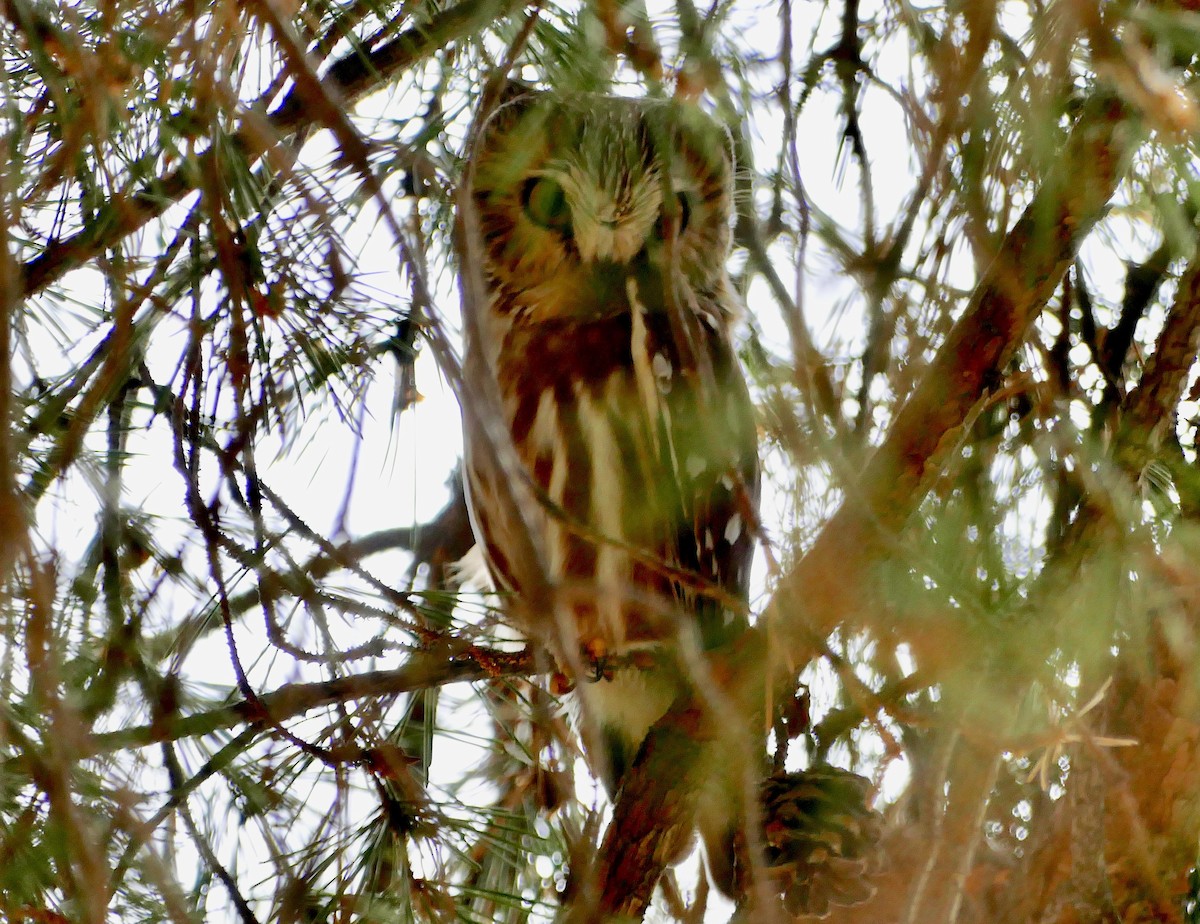 Northern Saw-whet Owl - ML305067941
