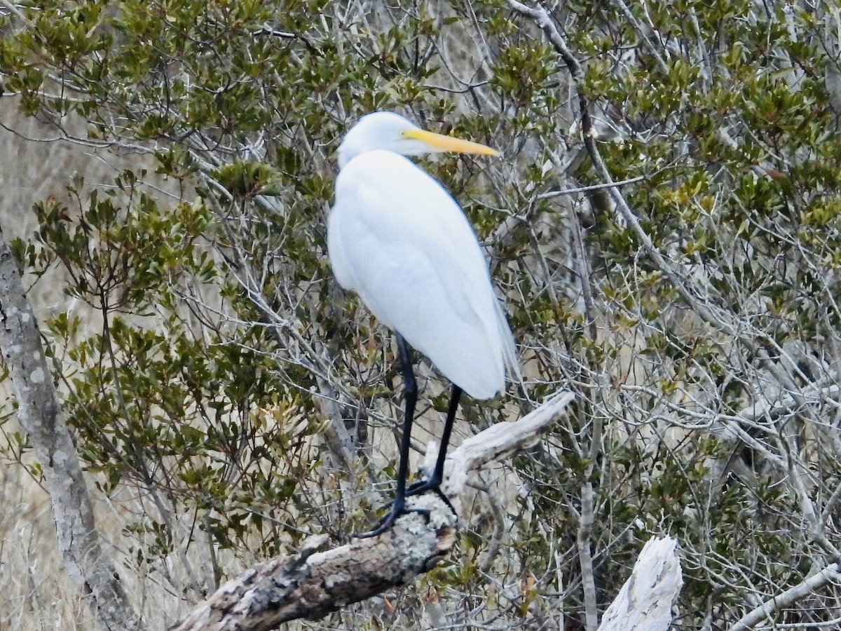 Great Egret - ML305068111