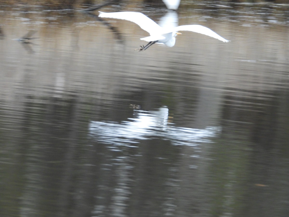 Great Egret - ML305068141