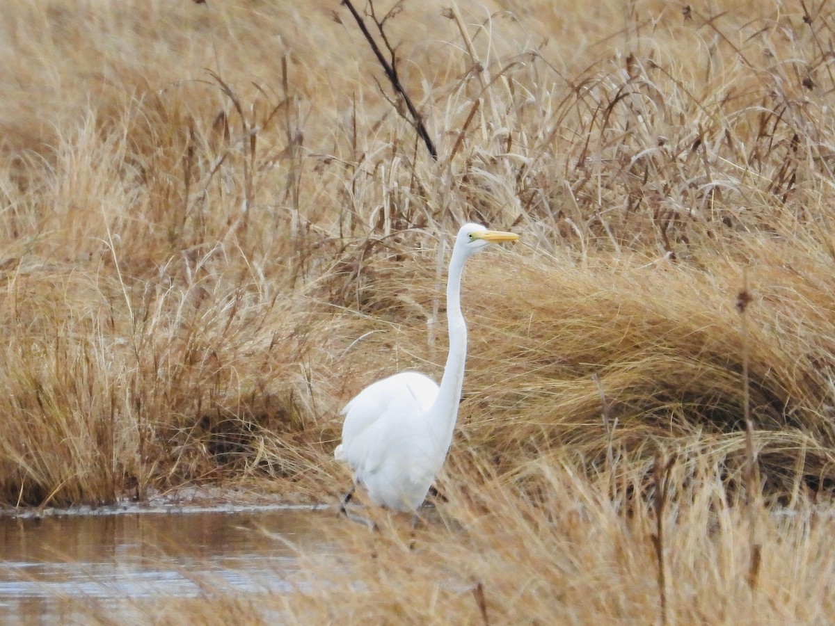 Great Egret - ML305068231