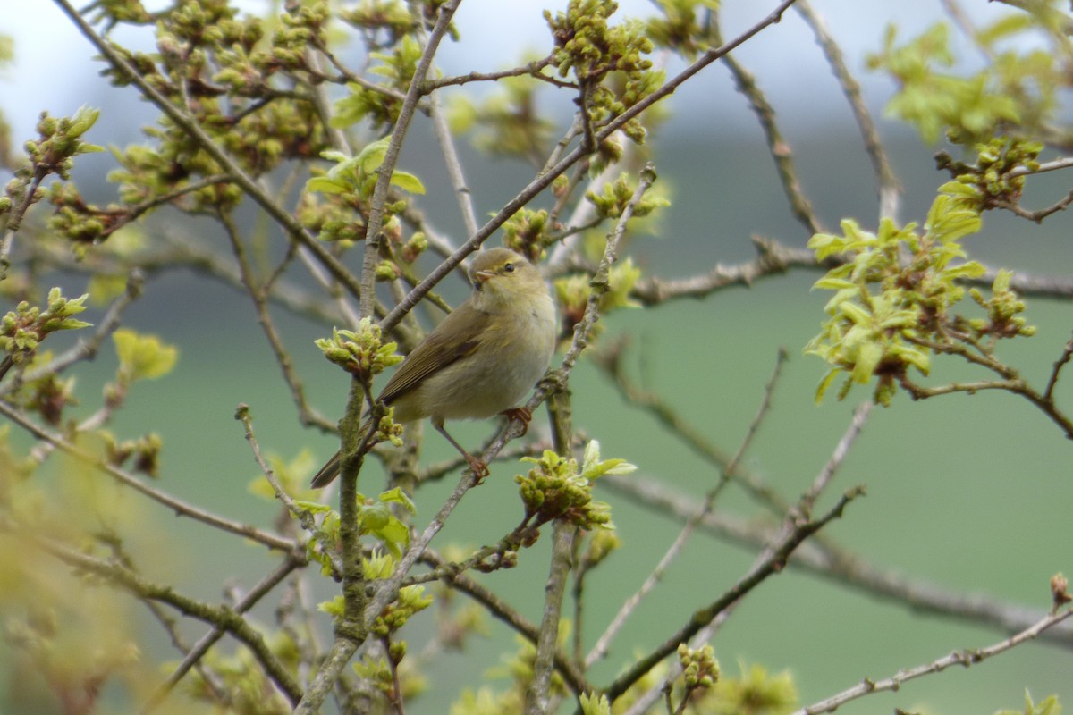 Iberian Chiffchaff - Juan Manuel Pérez de Ana