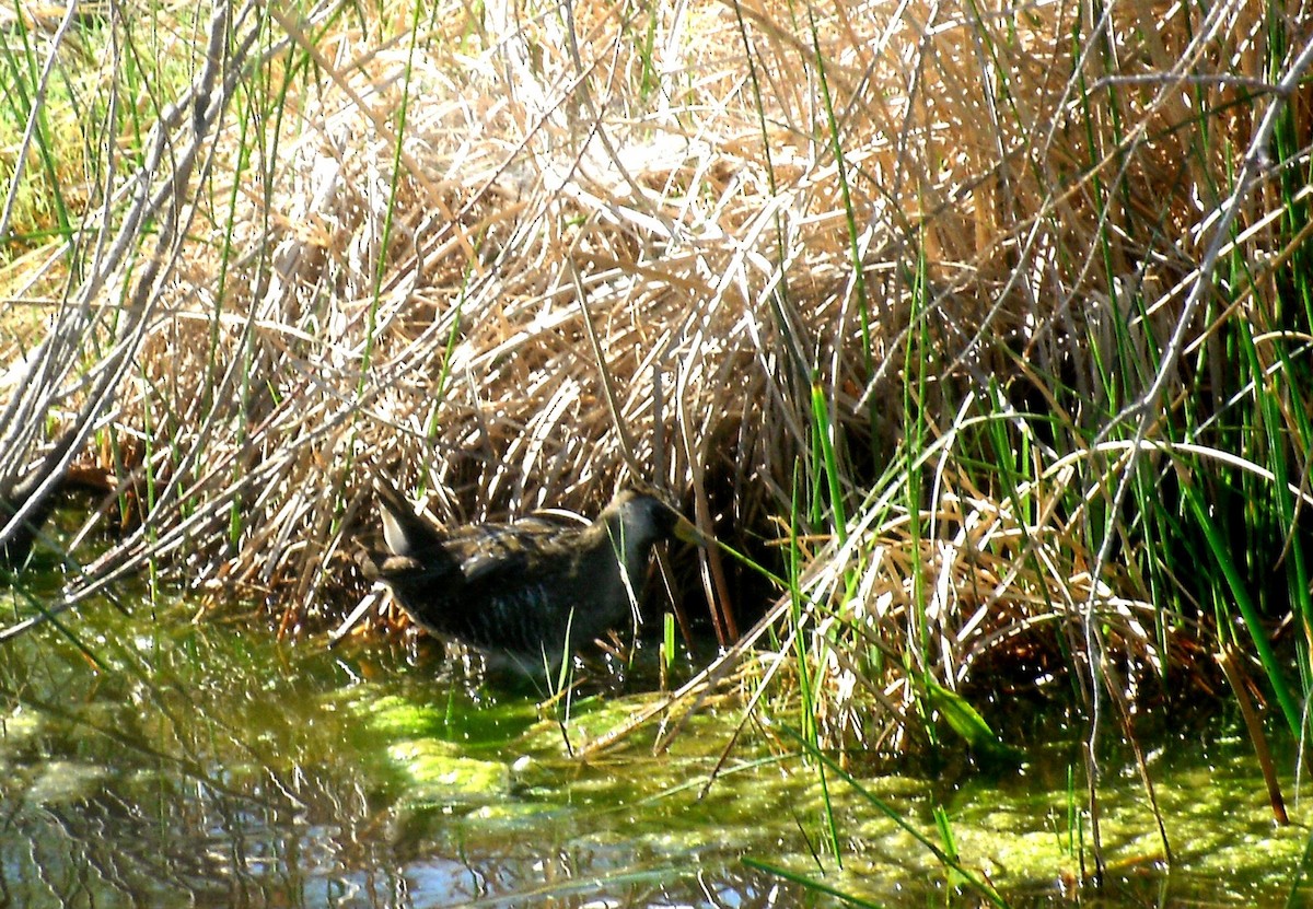 Polluela Sora - ML30507151