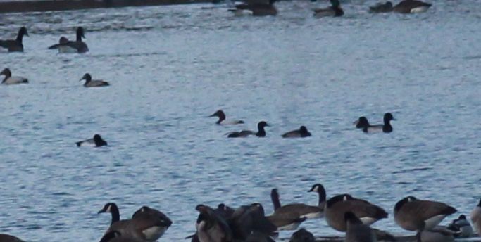 Greater Scaup - Rick Asamoto