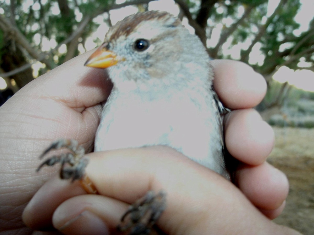 White-crowned Sparrow - ML30507191