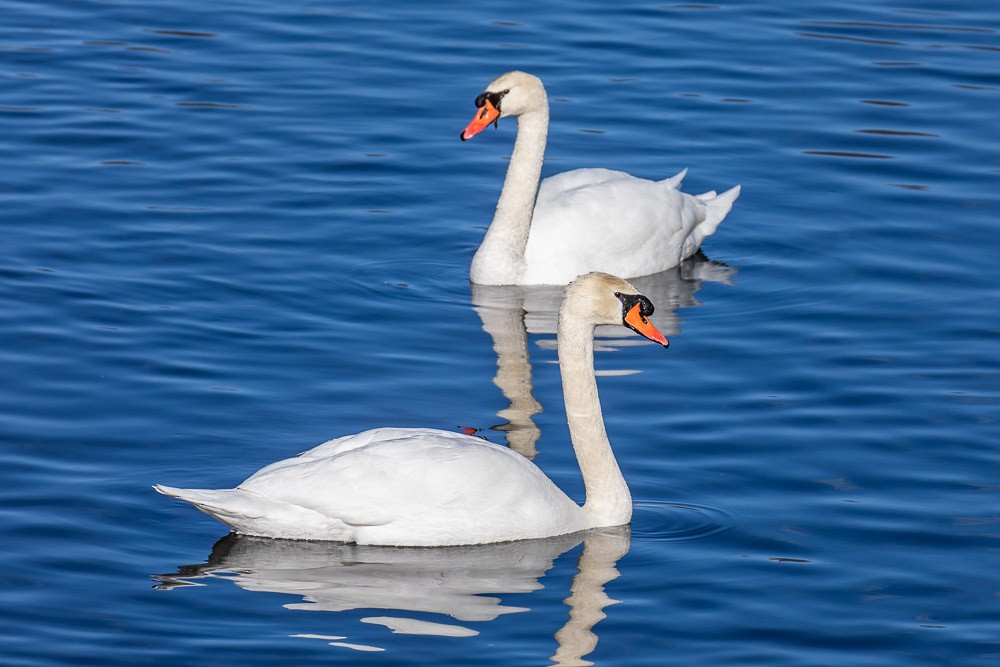 Cygne tuberculé - ML305072411