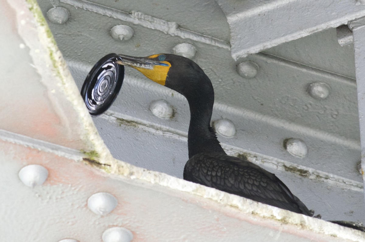 Double-crested Cormorant - ML30507271