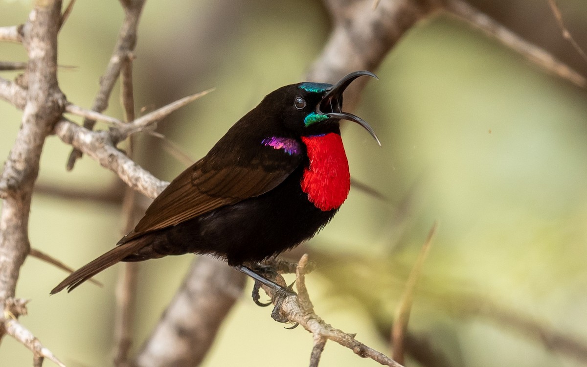 Hunter's Sunbird - Jean-Louis  Carlo