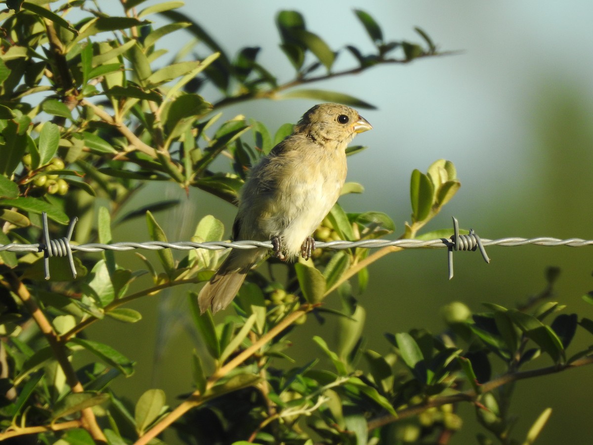 Double-collared Seedeater - Viviana Giqueaux