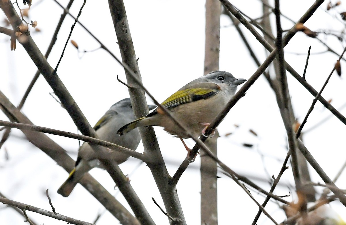 White-browed Shrike-Babbler - ML305076181