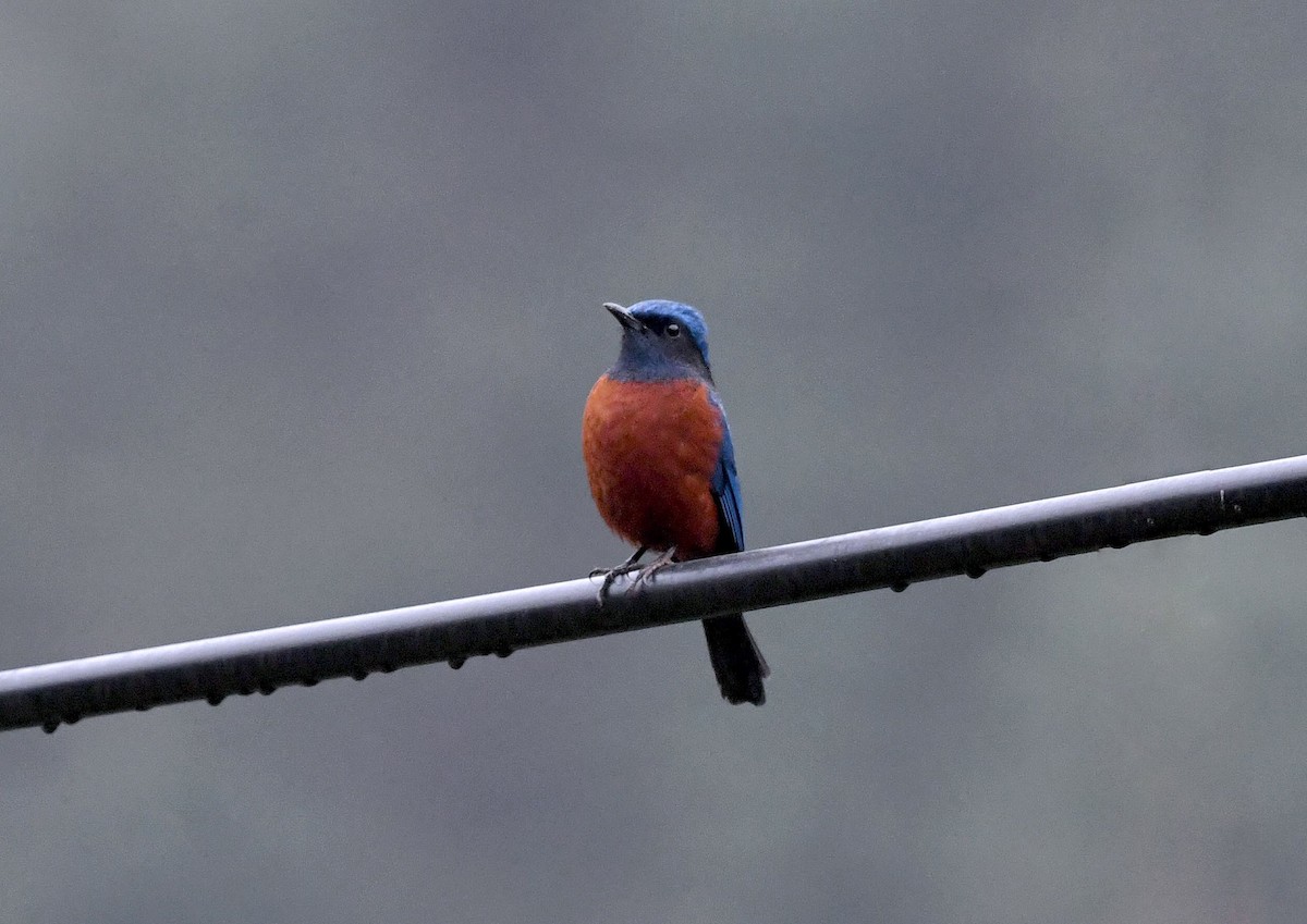 Chestnut-bellied Rock-Thrush - ML305076711