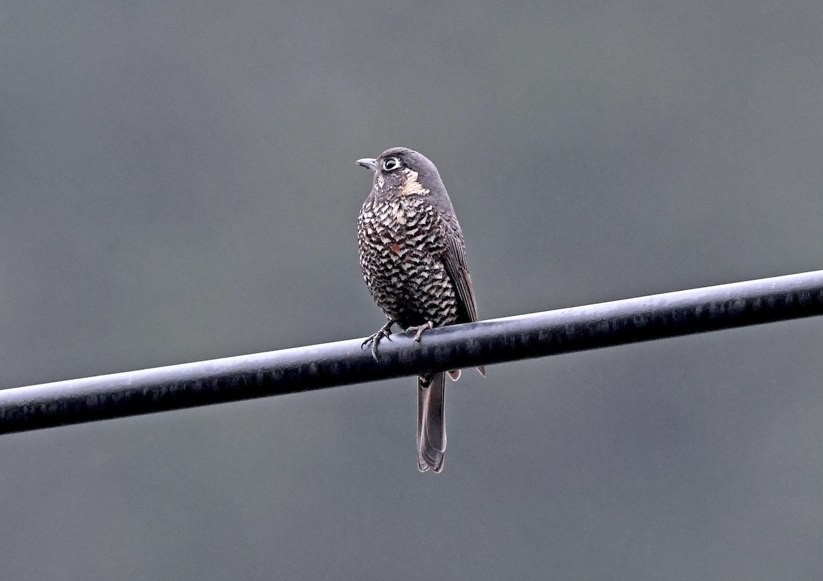 Chestnut-bellied Rock-Thrush - ML305076721