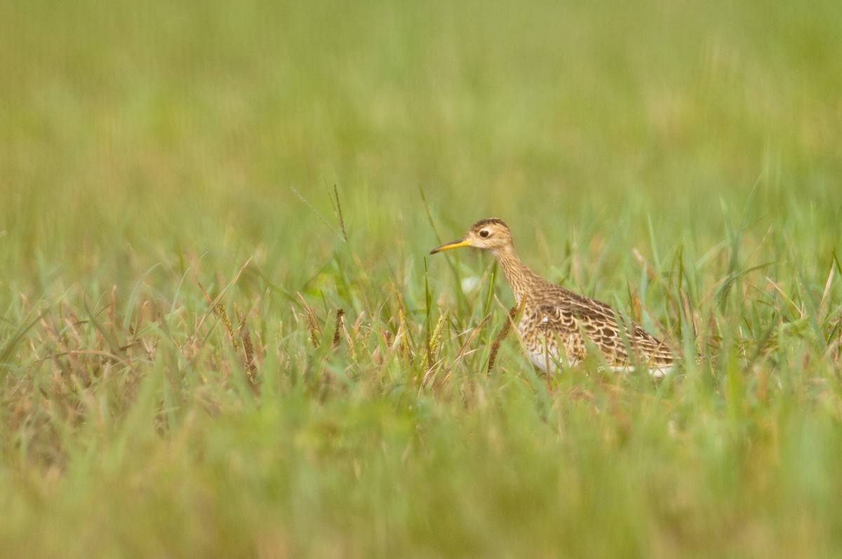 Upland Sandpiper - Stephen Davies