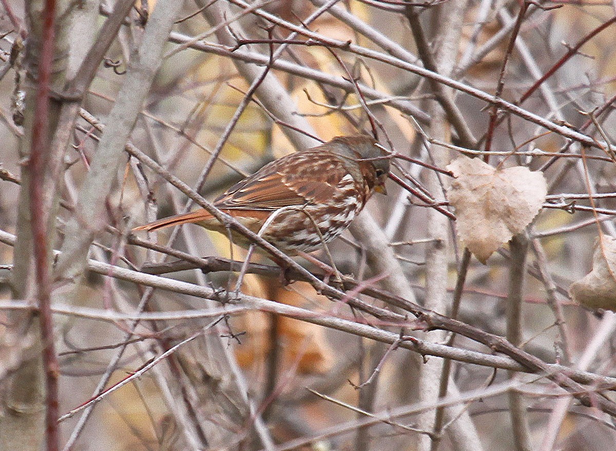 Fox Sparrow - ML305078911