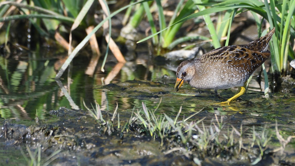 Spotted Crake - ML305079581