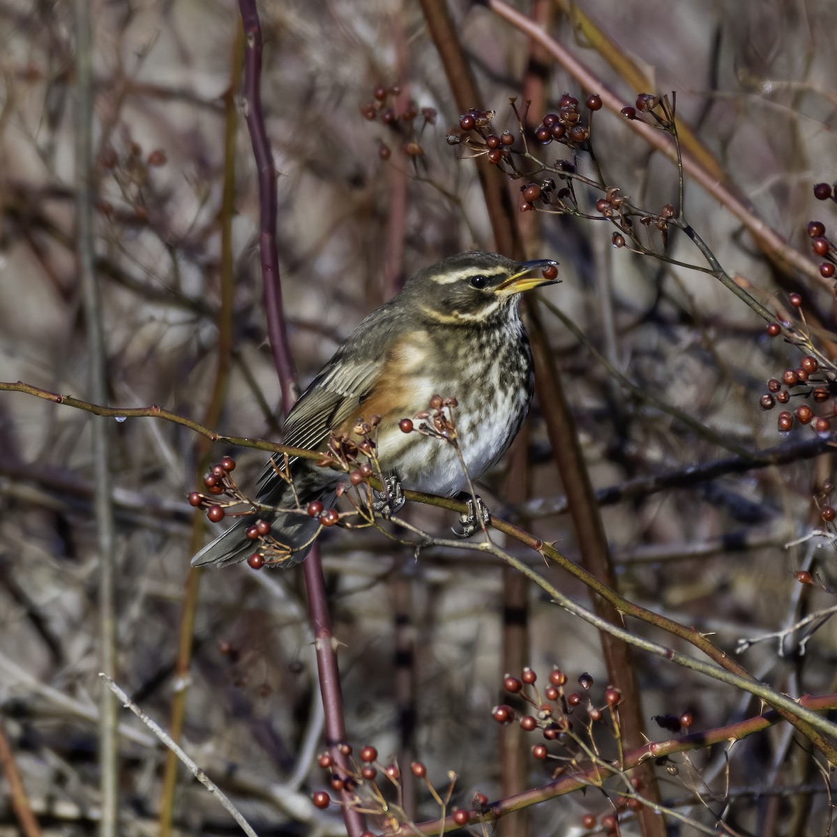 Redwing (Icelandic) - Tabor Wells