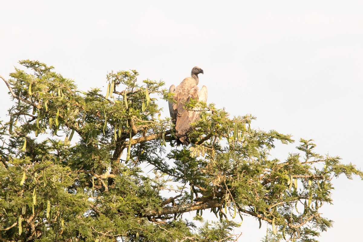 White-backed Vulture/Rüppell's Griffon - Roland Pfeiffer