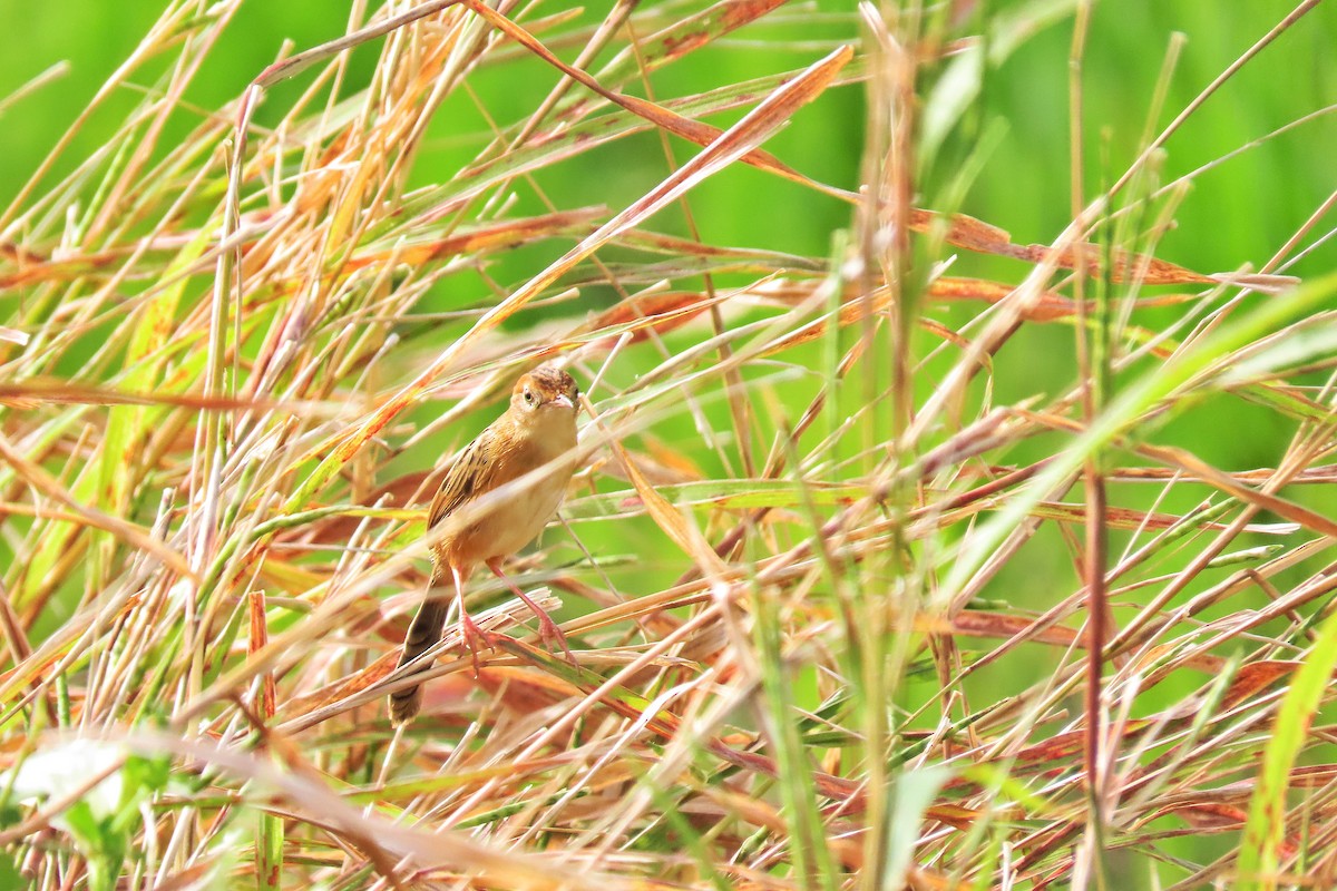 Golden-headed Cisticola - ML305079911