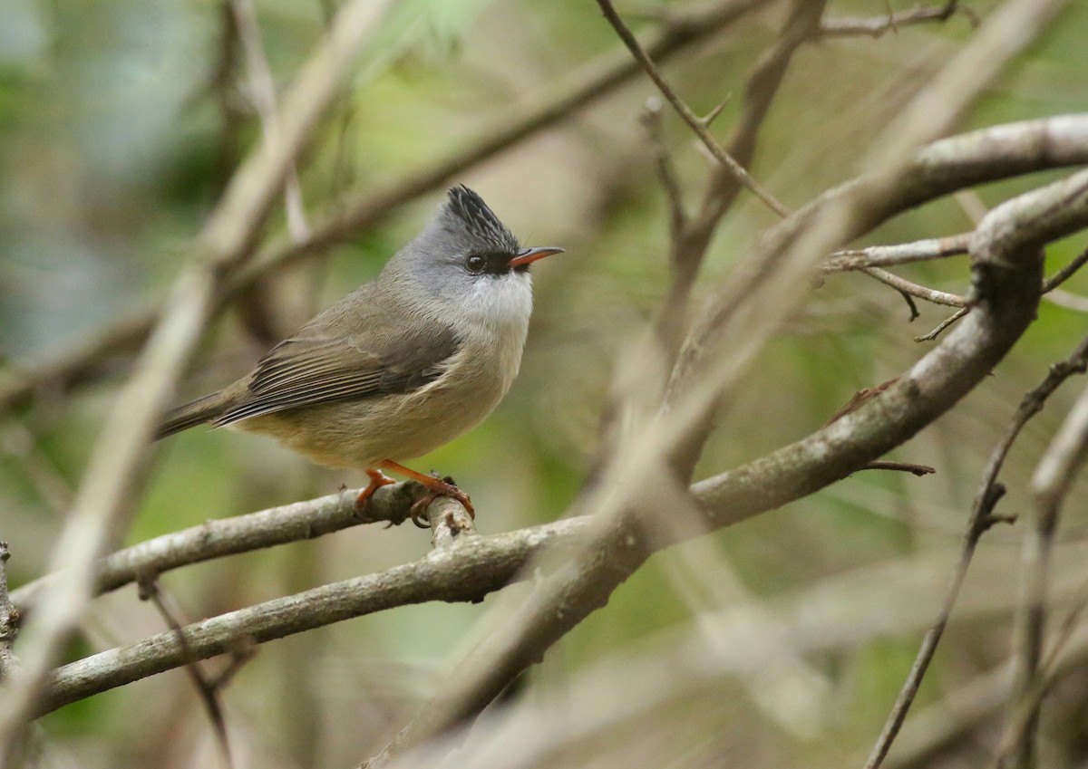 Meisenyuhina - ML305081441