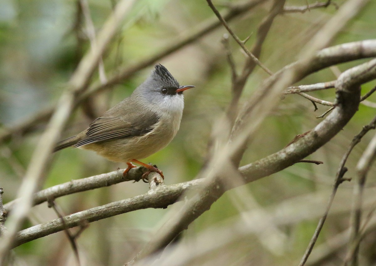 Black-chinned Yuhina - ML305081441