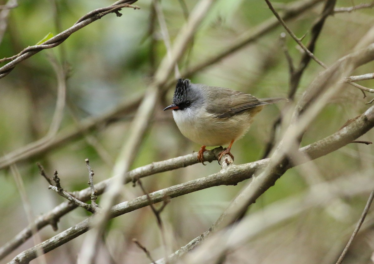 Black-chinned Yuhina - ML305081471