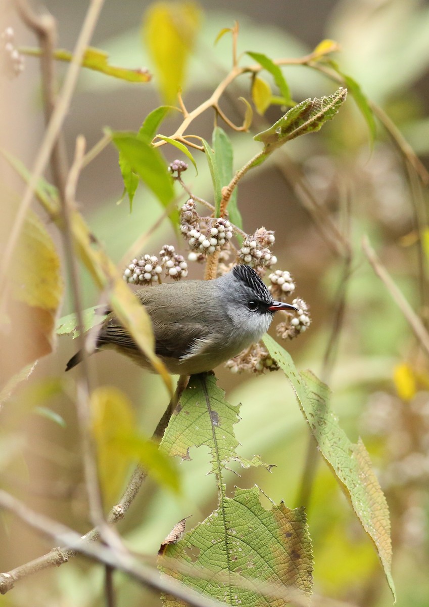 Black-chinned Yuhina - ML305081501