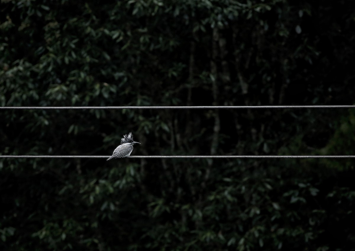 Crested Kingfisher - ML305081541