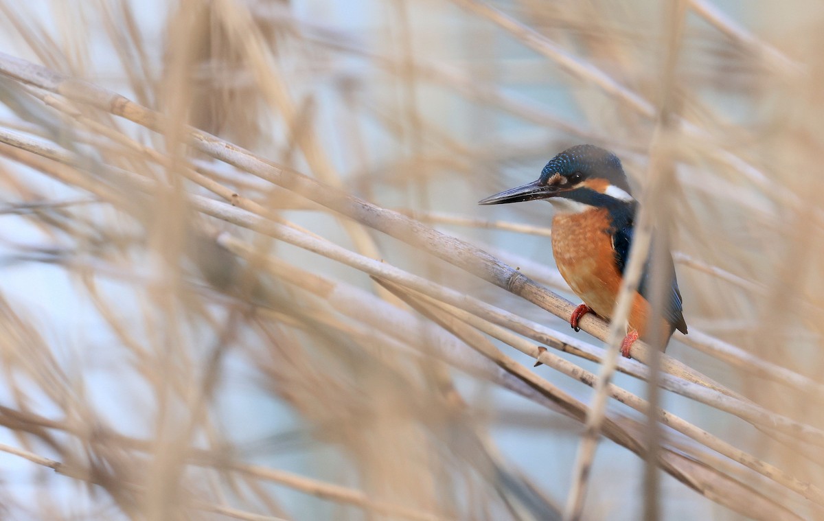 Common Kingfisher - ML305082291