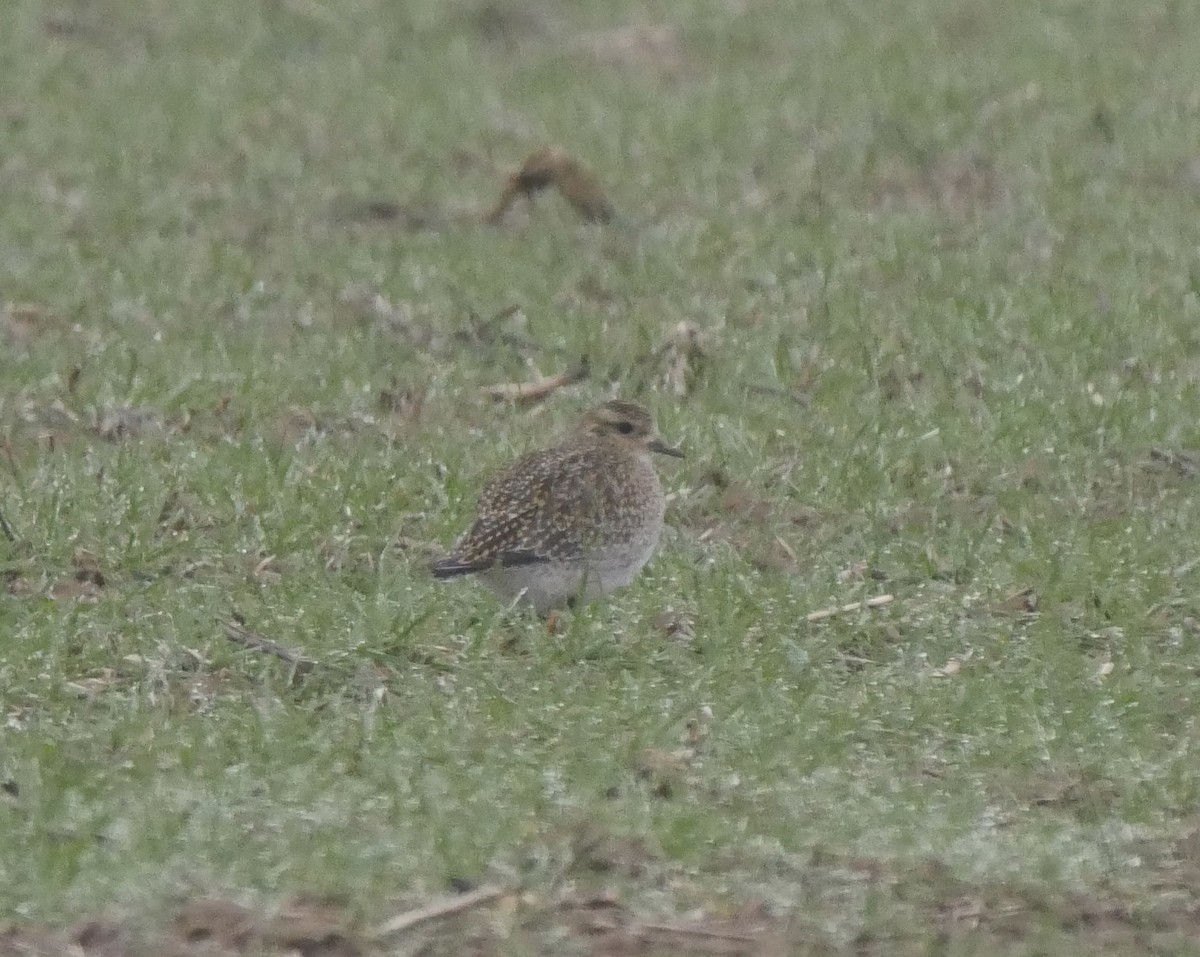 kulík zlatý - ML305084371