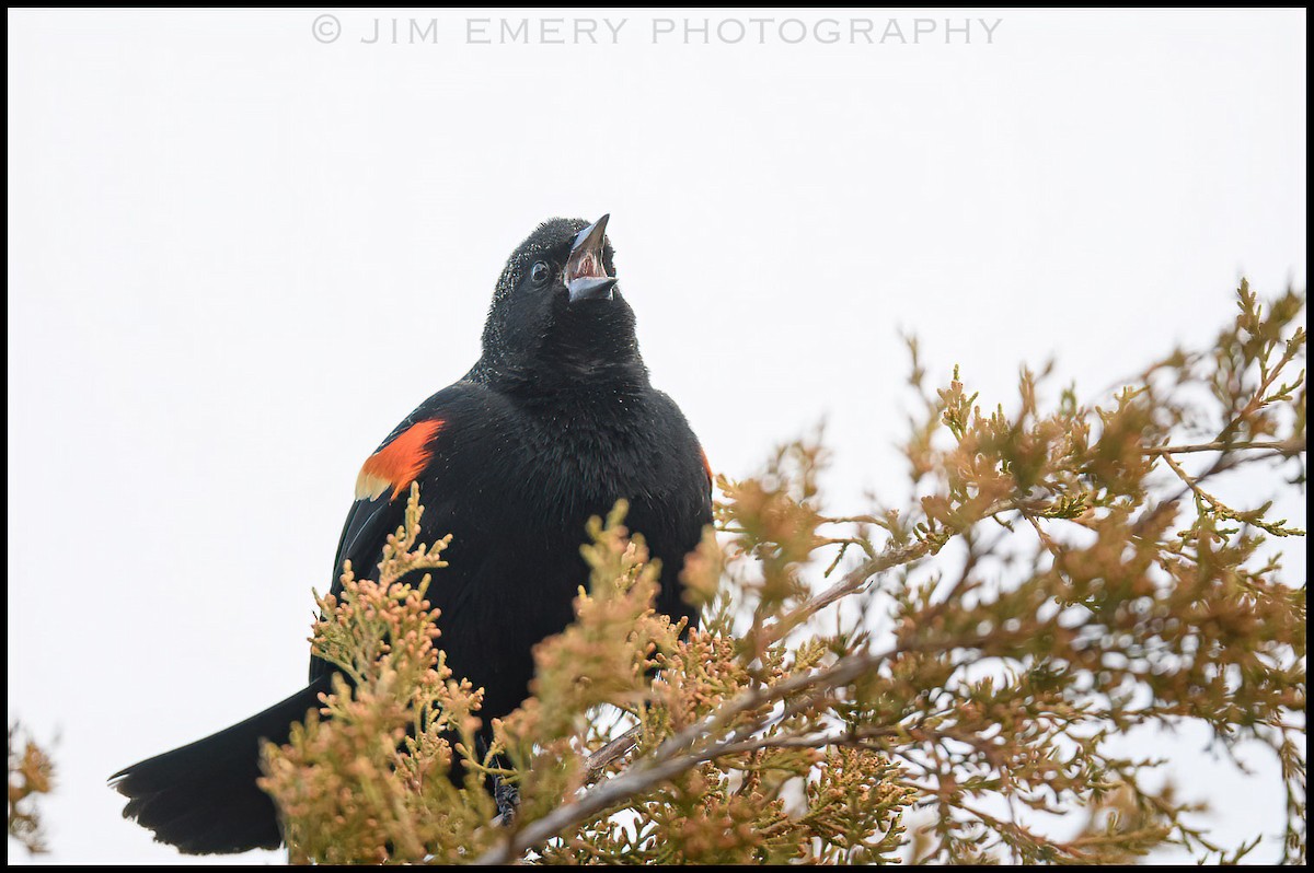 Red-winged Blackbird - Jim Emery
