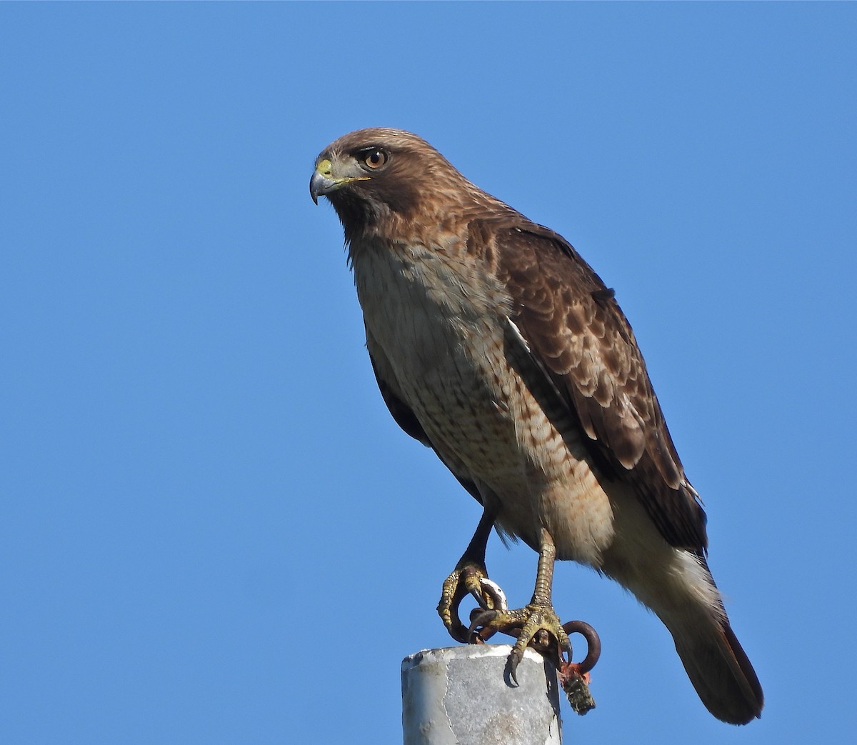 Red-tailed Hawk - ML305085121