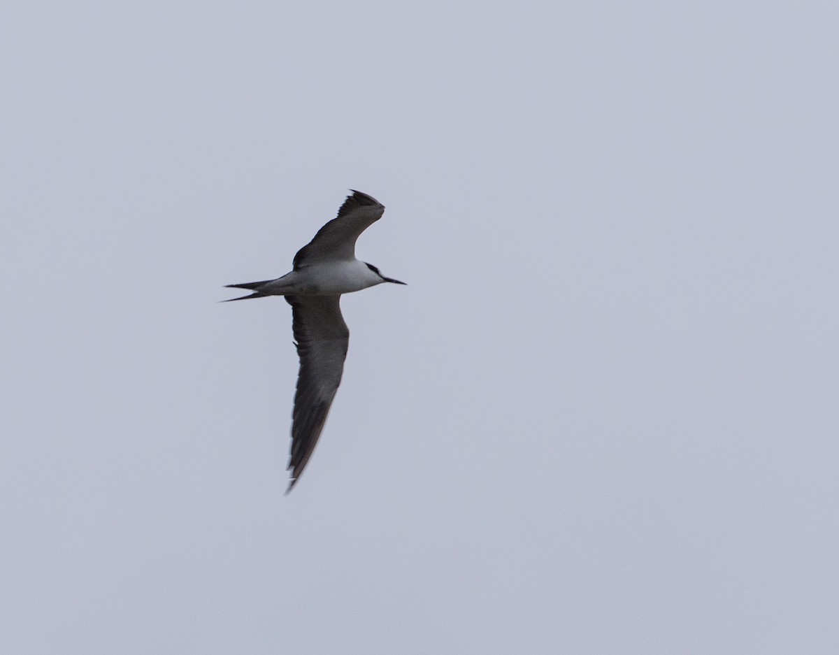Sooty Tern - ML305088581