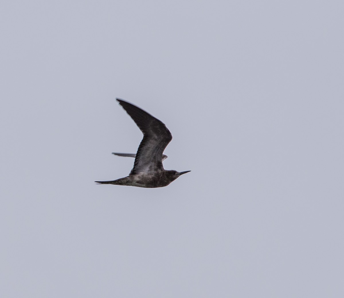 Sooty Tern - Duncan McKenzie