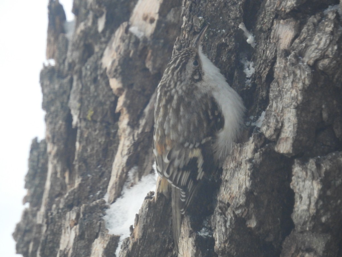 Brown Creeper - ML305089931