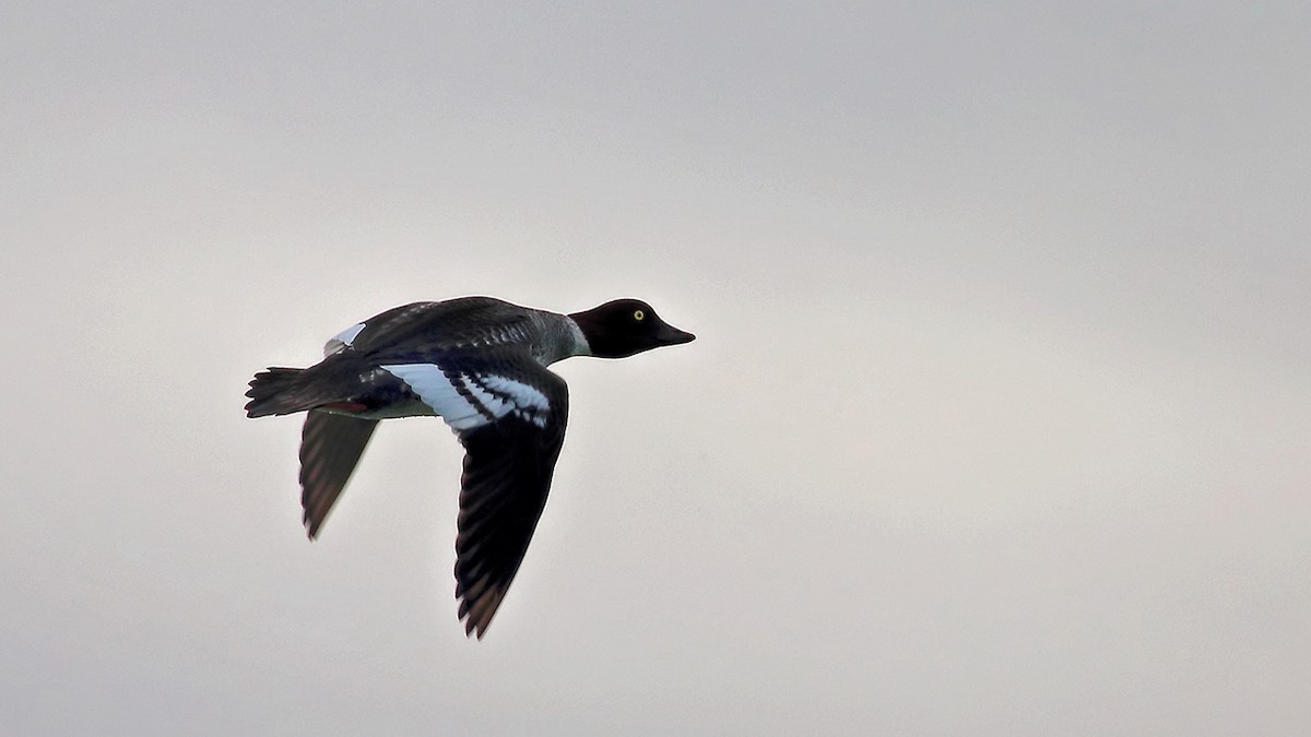 Common Goldeneye - ML305093531