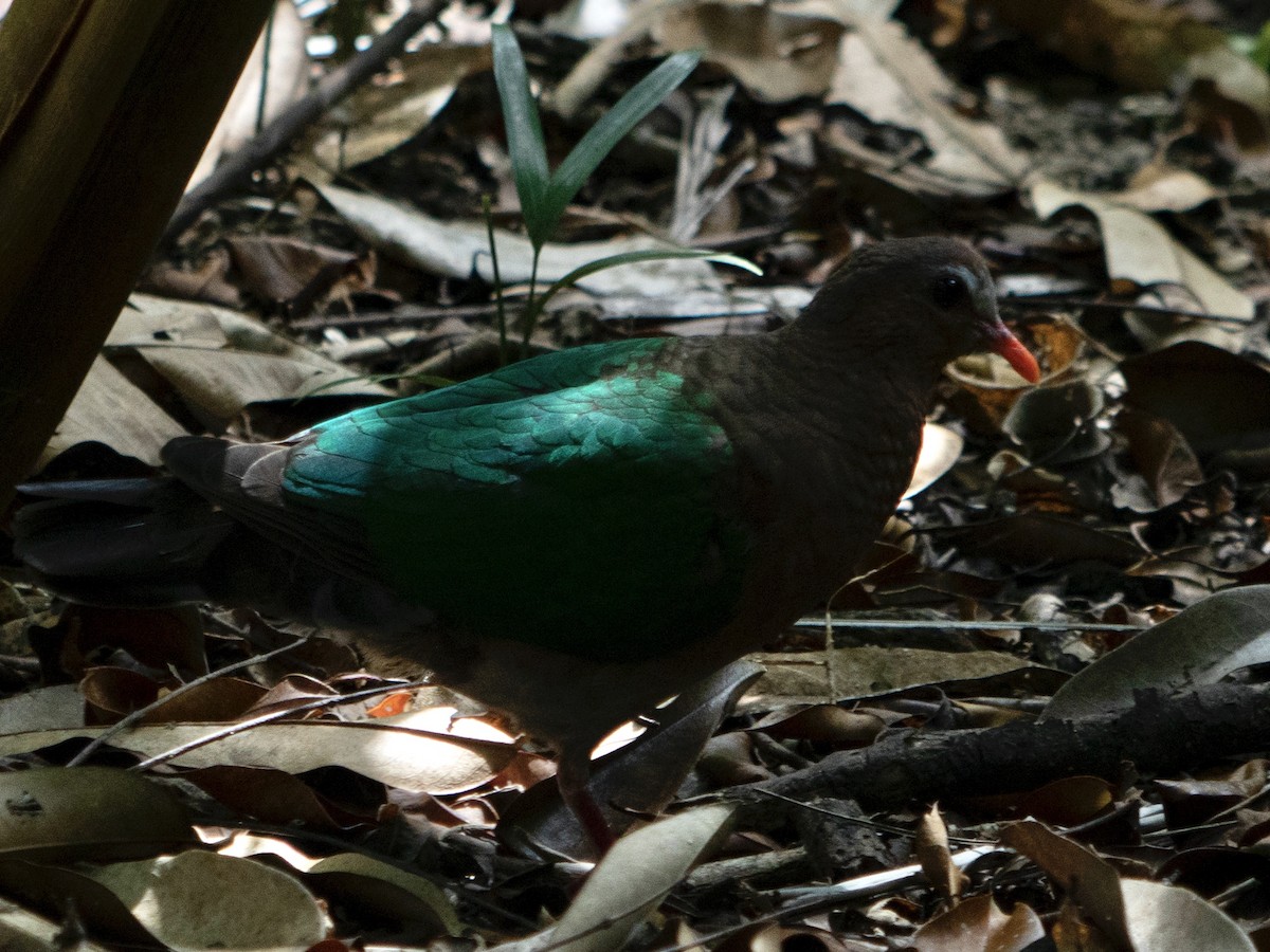 Asian Emerald Dove - ML305094121