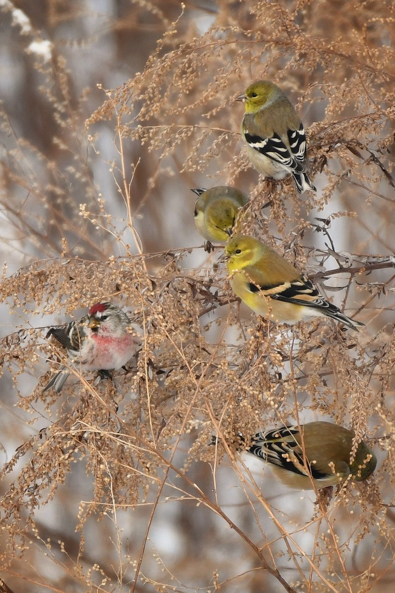 American Goldfinch - Bill Massaro