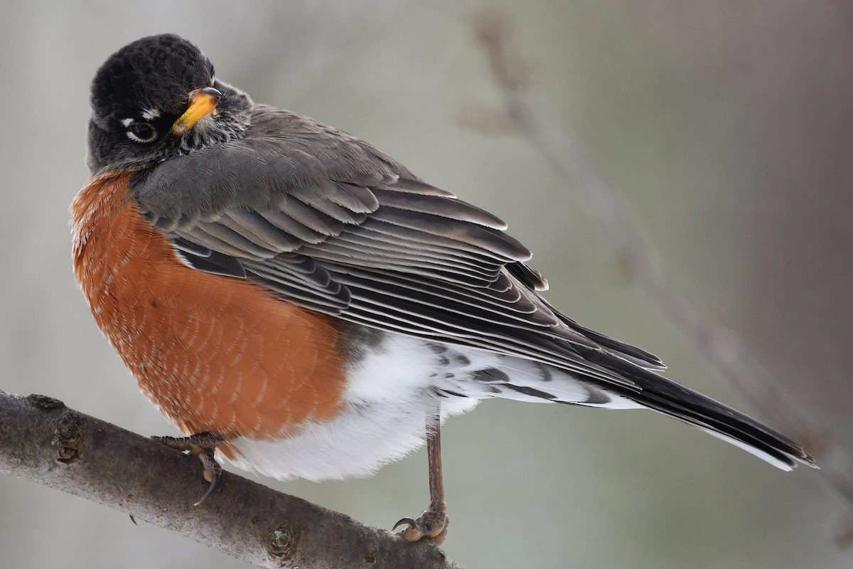 American Robin - Bill Massaro