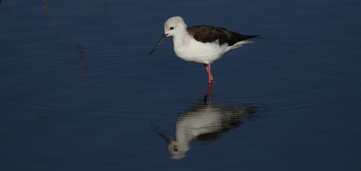 Black-winged Stilt - simon walkley