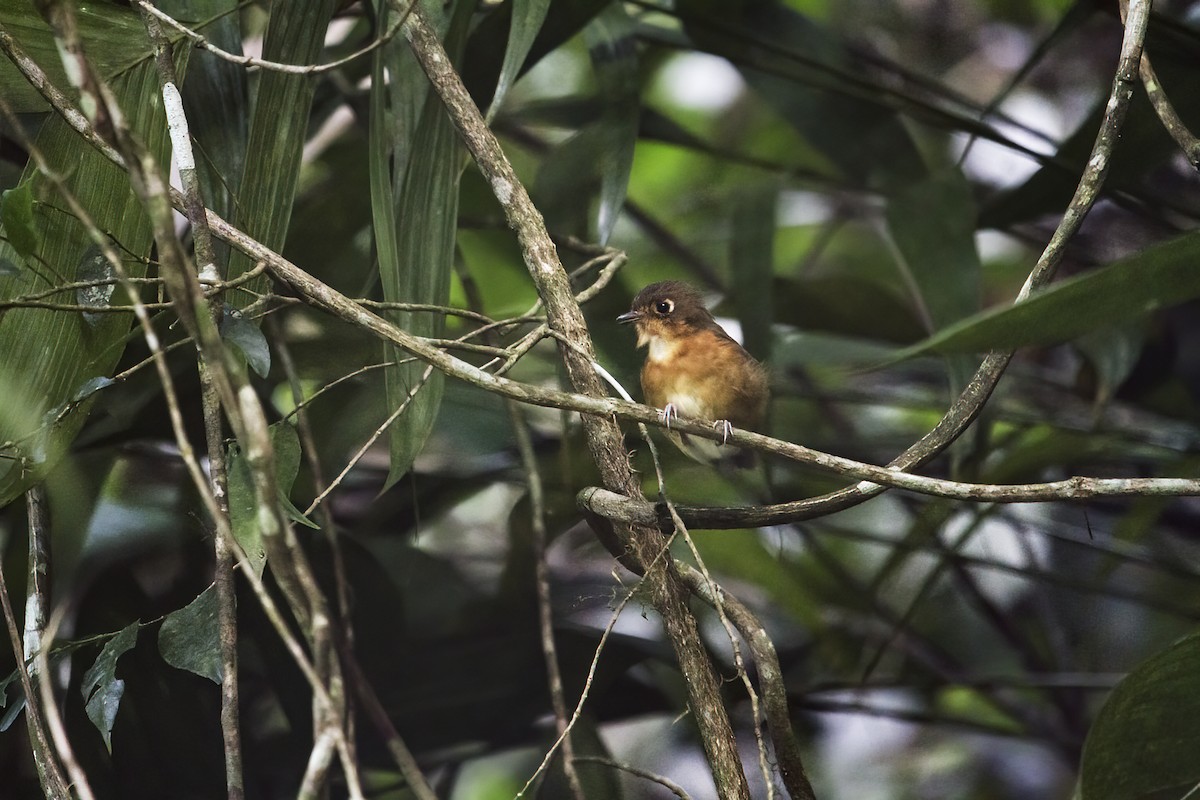 Rusty-breasted Antpitta (Rusty-breasted) - ML305099451