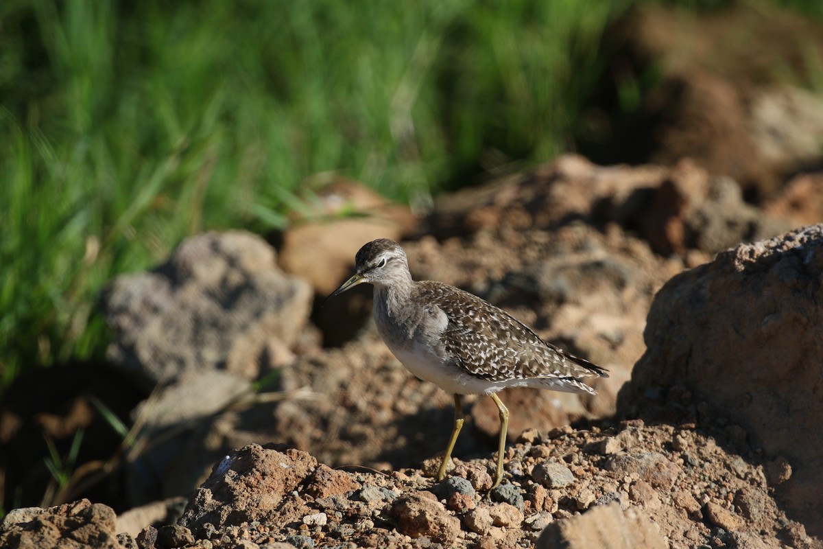 Wood Sandpiper - simon walkley