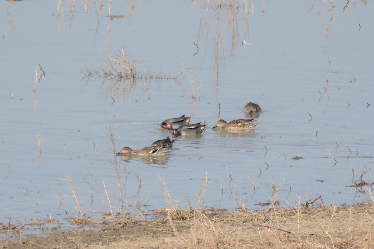 Green-winged Teal - ML305100911