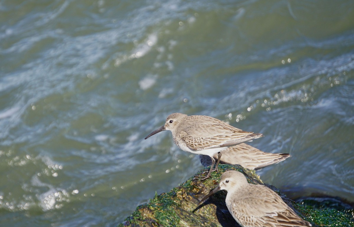 Dunlin - ML305102021