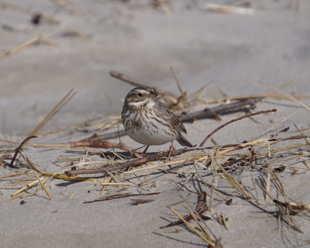 Savannah Sparrow (Ipswich) - ML305103221