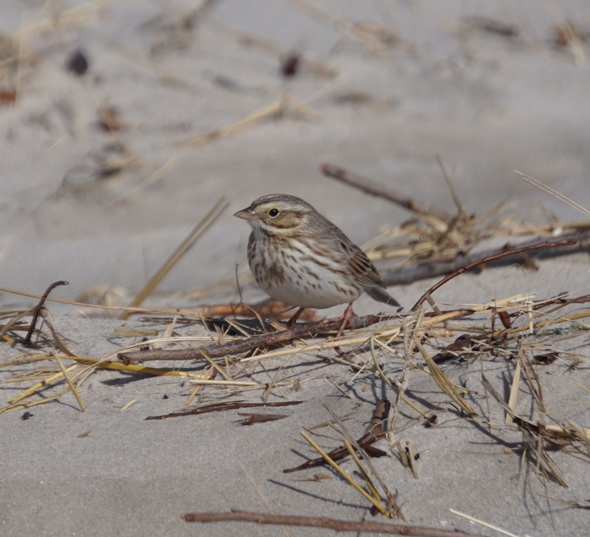 Savannah Sparrow (Ipswich) - ML305103261