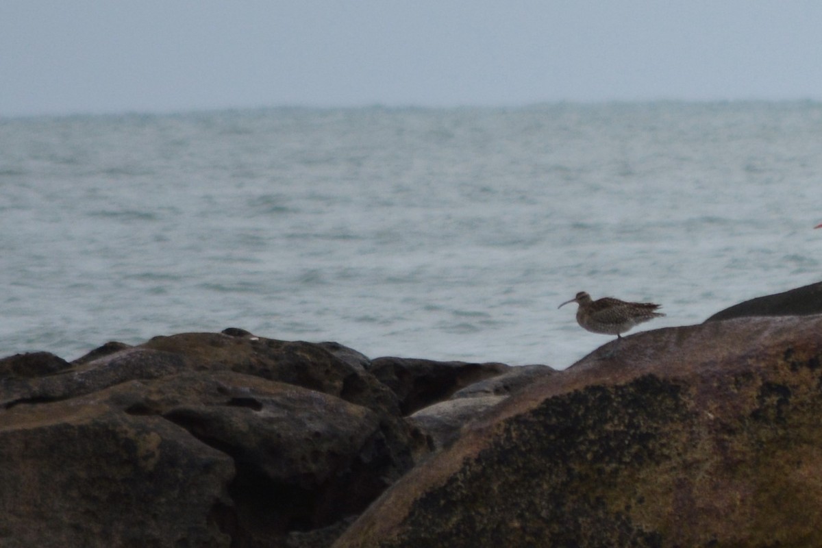 Whimbrel - Jorge Leitão