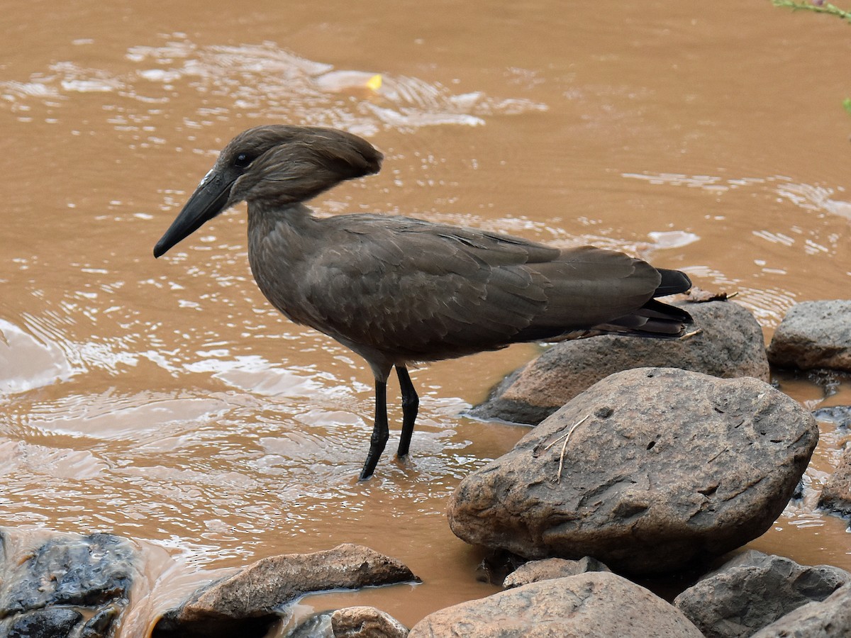 Hamerkop - Carol McCasland